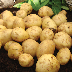 British Queen Second Early Seed Potatoes 5kg