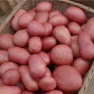 Roosters Maincrop Seed Potatoes 25kg