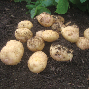 Record Maincrop Seed Potatoes 2kg