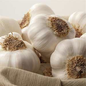 Garlic Bulbs Arno 3 Piece