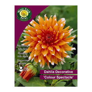 Dahlia Cactus Colour Spectacle 1 Bulb